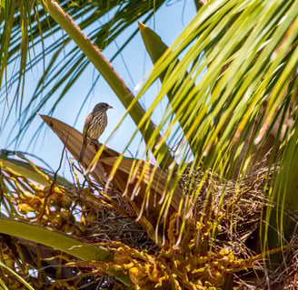 palmchat bird in the dominican republic