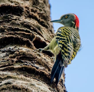hispaniolan woodpecker