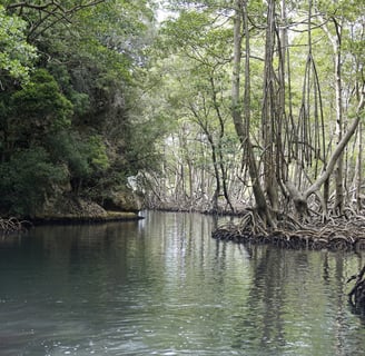 mangrove in los haitises