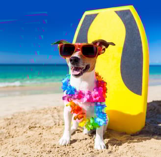 a dog on a beach in punta cana