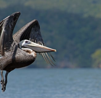 pelican los haitises