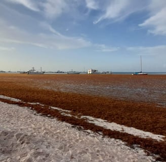 Heavy sargassum covering the shoreline and shallow waters in the Punta Cana