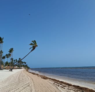 Palm-lined beach in Punta Cana with sargassum along the shore and in the water