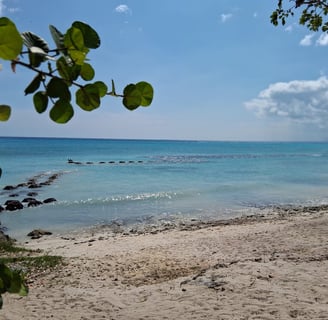 Calm beach with clear water and no sargassum in the Dominican Republic