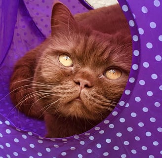 Clarence's Cattery