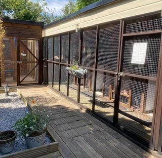 Tigi -Tabu family run cattery