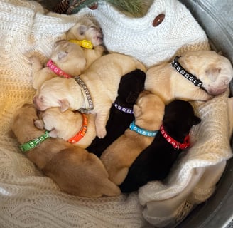 English Labradors with new litter of puppies