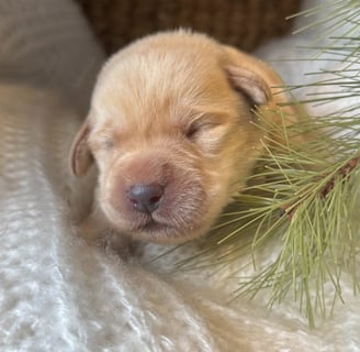 Yellow English Labrador puppy-1 week