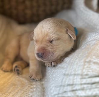 Yellow English Labrador puppy-1 week