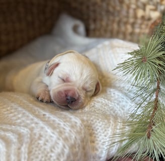 Yellow English Labrador puppy-1 week