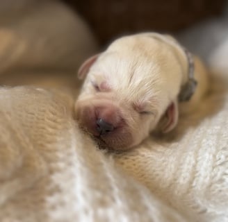 Yellow English Labrador puppy-1 week