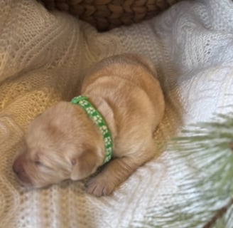 Yellow English Labrador puppy-1 week