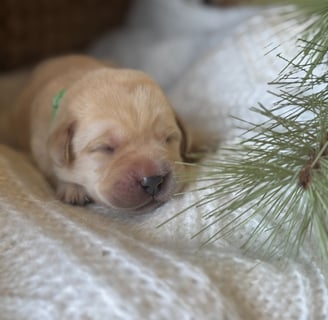 Yellow English Labrador puppy-1 week