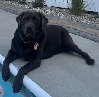 English Labrador sitting next to pool