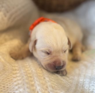 Yellow English Labrador puppy-1 week