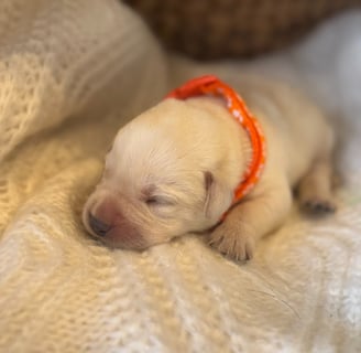 Yellow English Labrador puppy-1 week