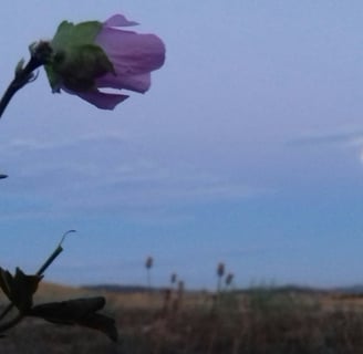 rose sauvage observant la lune au crépuscule.