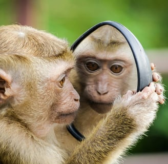 meet your monkey mind
