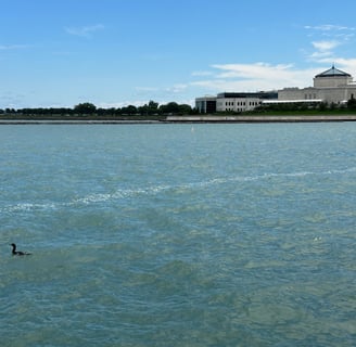 A loon on Lake Michigan in front of the aquarium