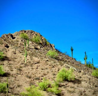 a cactus plant growing on a hill with a blue sky