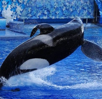 Inside SeaWorld Trainer Dawn Brancheau’s Death In The Jaws Of A Killer Whale