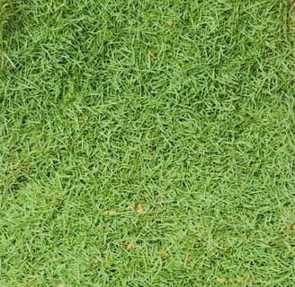 japanese grass carpet grass