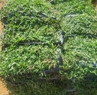 cow grass murah