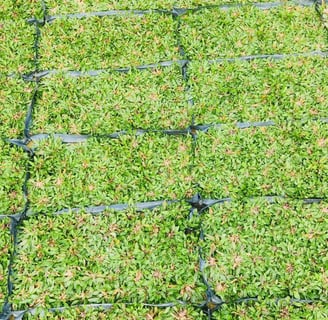 pearl grass rumput mutiara