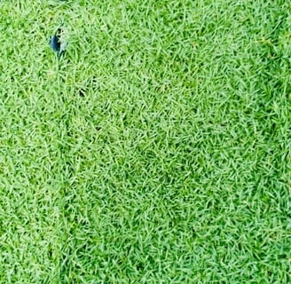 Philippine Grass rumput karpet