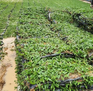 Supplier Rumput Cow Grass Murah