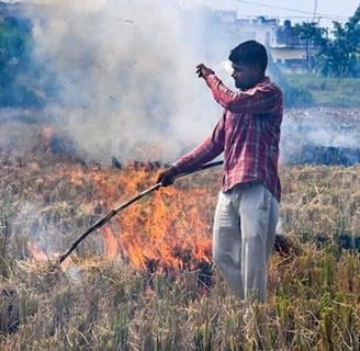 Man burning rice stubble