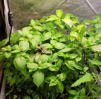 basilic cultivé en sol vivant avec engrais naturel