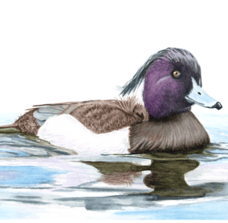Tufted Duck, Original Artwork