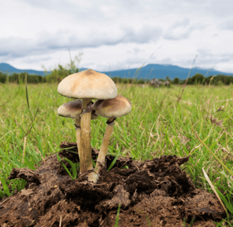 Cogumelos Mágicos nascido na bosta de vaca em um pasto
