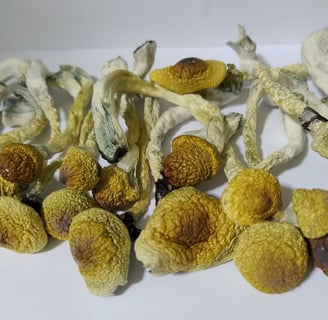 Cogumelos Mágicos desidratados 