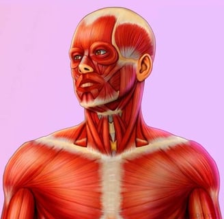 ilustracao medica diagrama de musculos