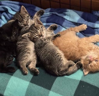 Kitten Season Appeal