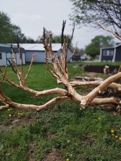 BIG STICK