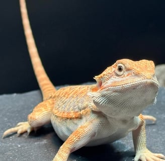 Hypo Leather Back Bearded Dragon