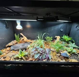 Arid Bioactive Bearded Dragon Enclosure