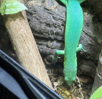 Green Keeled Lizards