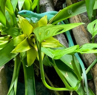 Green Keeled Belly Lizards