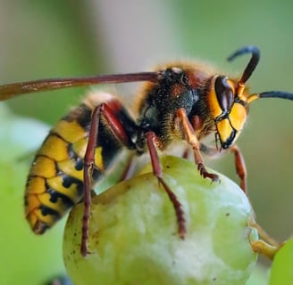 Entreprise destruction nid de frelons