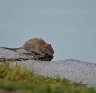 Dératisation rat à Valence