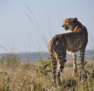 A cheetah looking out over grasslands in Africa