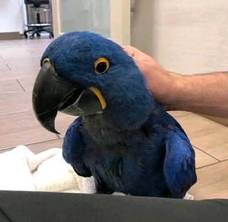 Hyacinth macaw parrot shop