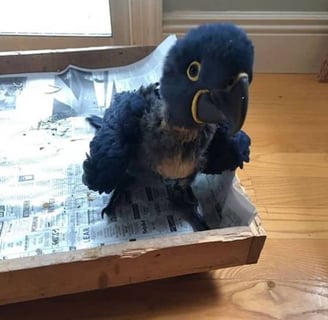 Hyacinth macaw parrot shop