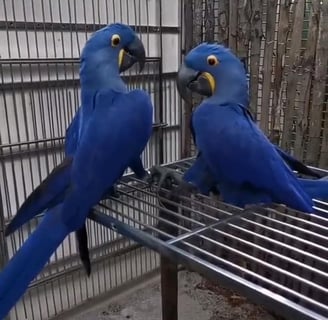 Hyacinth macaw parrot shop