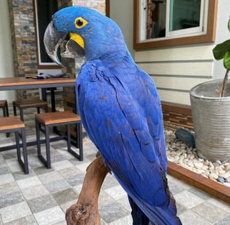 Hyacinth macaw parrot shop