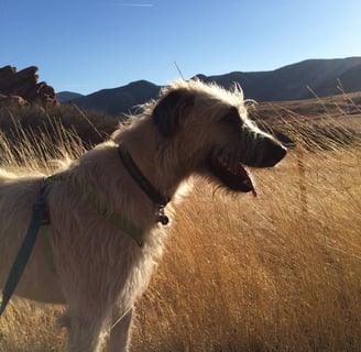 Irish Wolfhound in tall grass